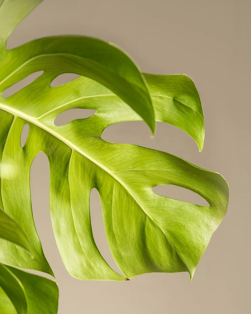 Monstera XL