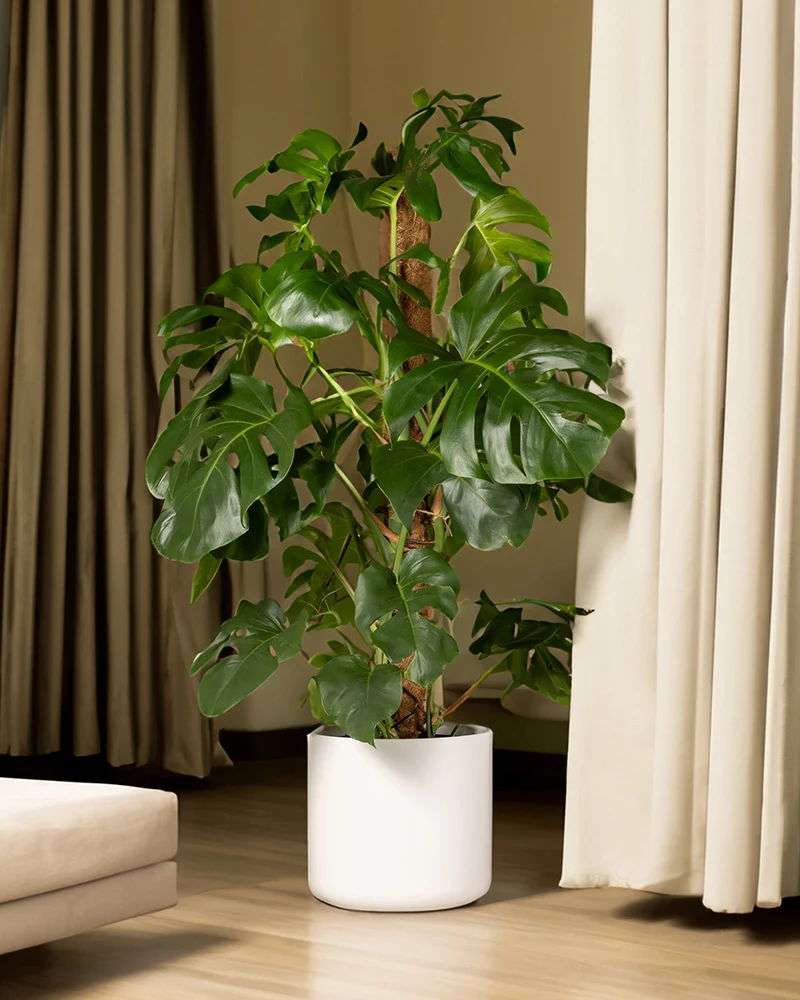 Monstera XL