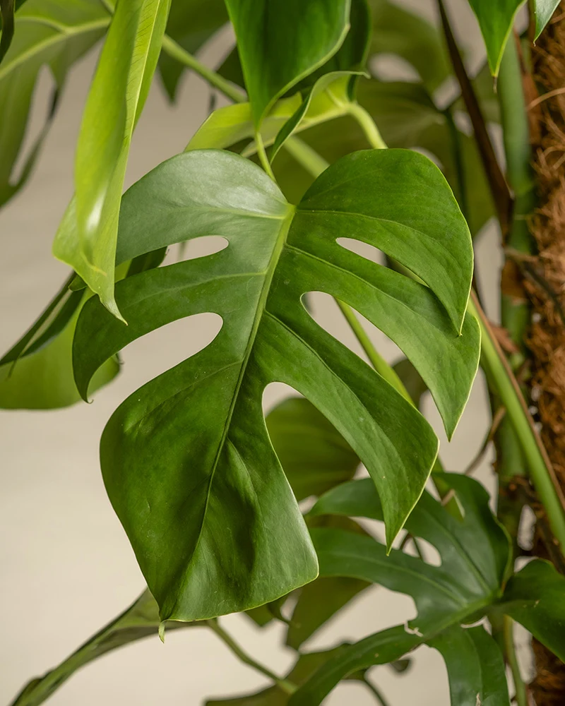 Monstera XL