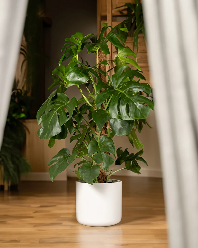 Monstera XL