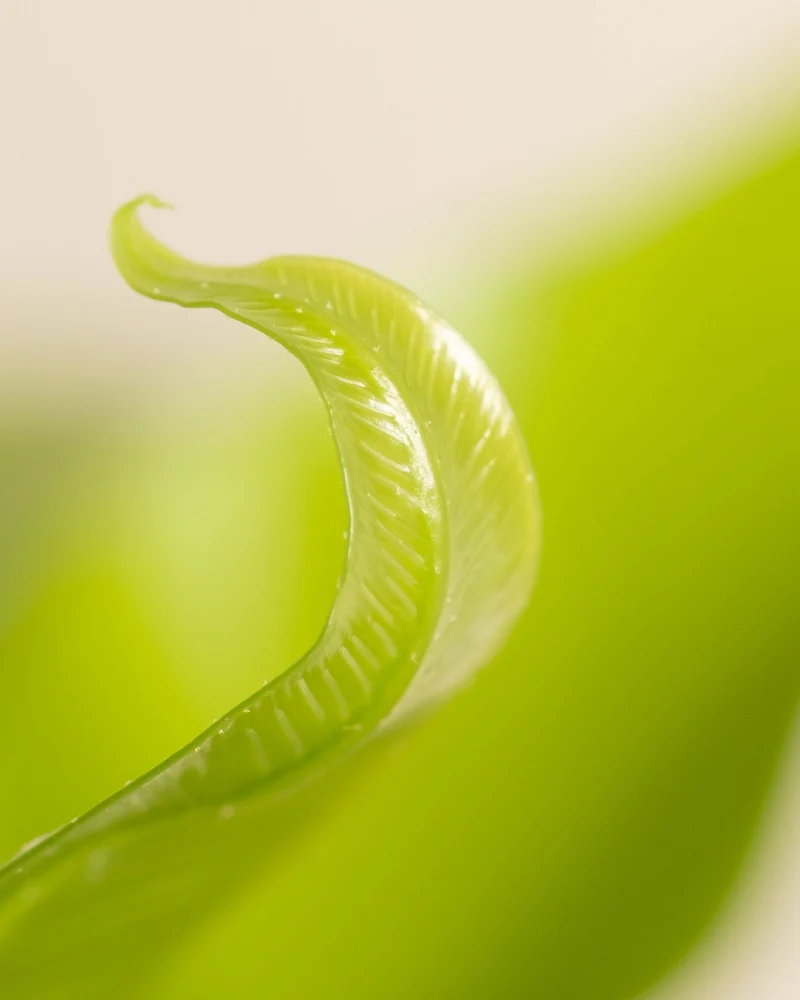 Nestfarn