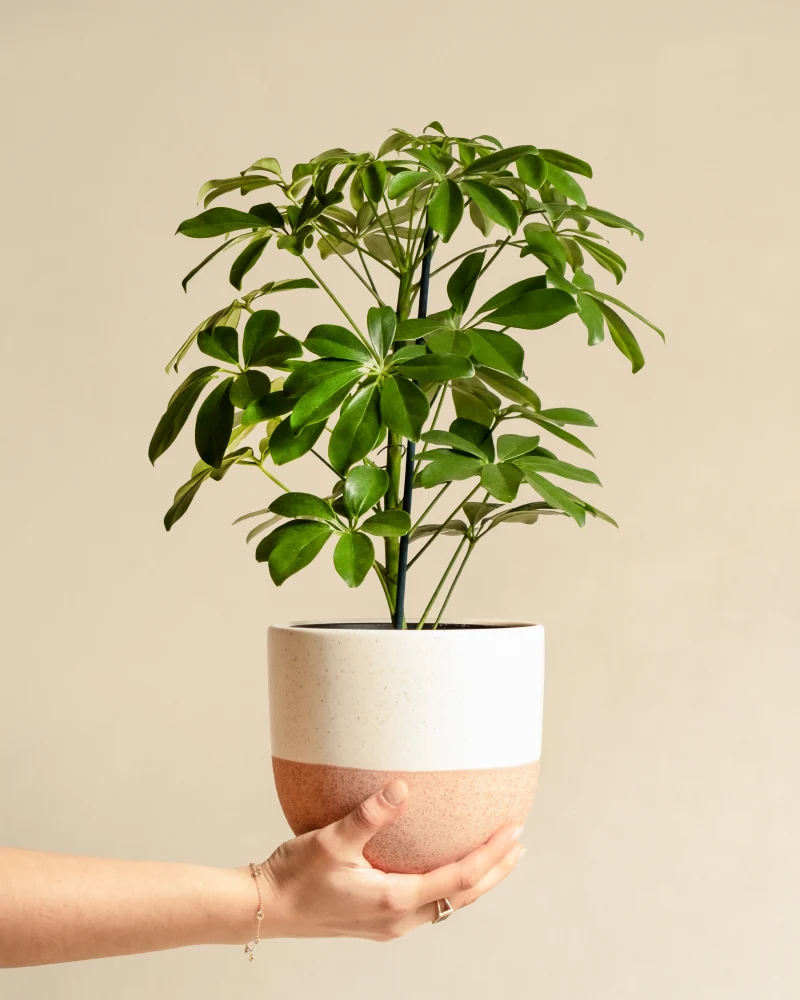 Schefflera