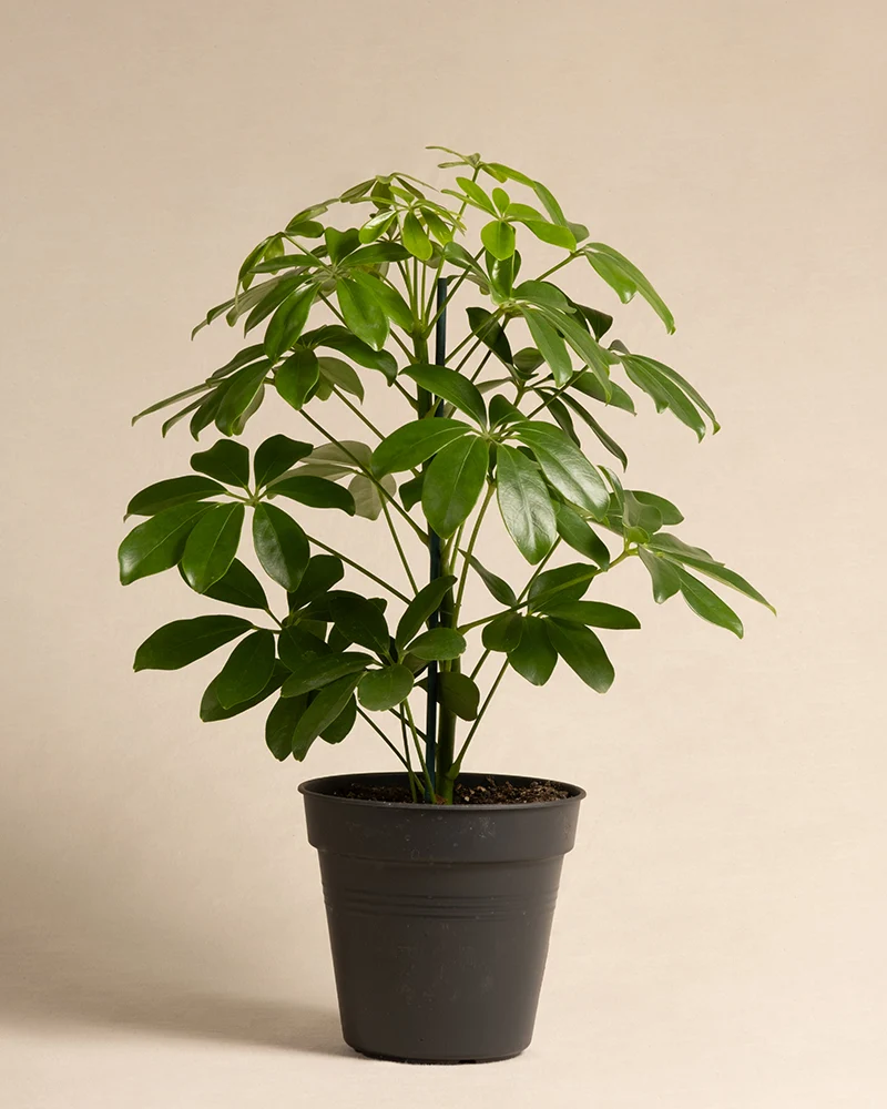 Schefflera