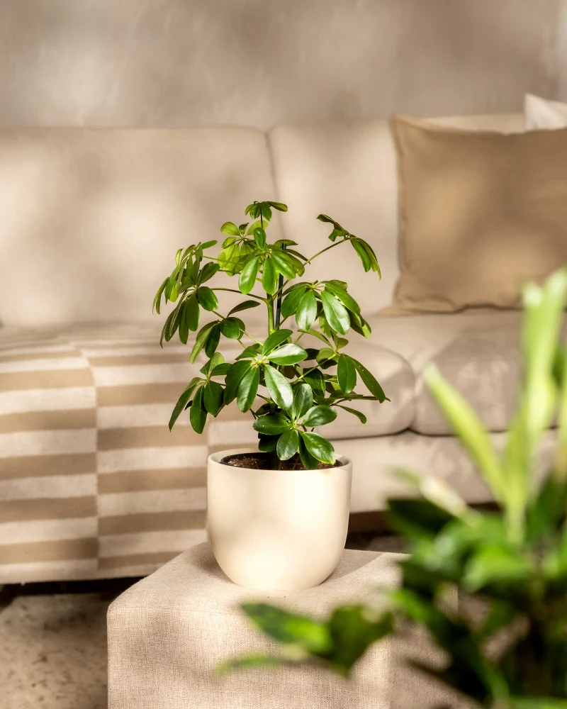 Schefflera
