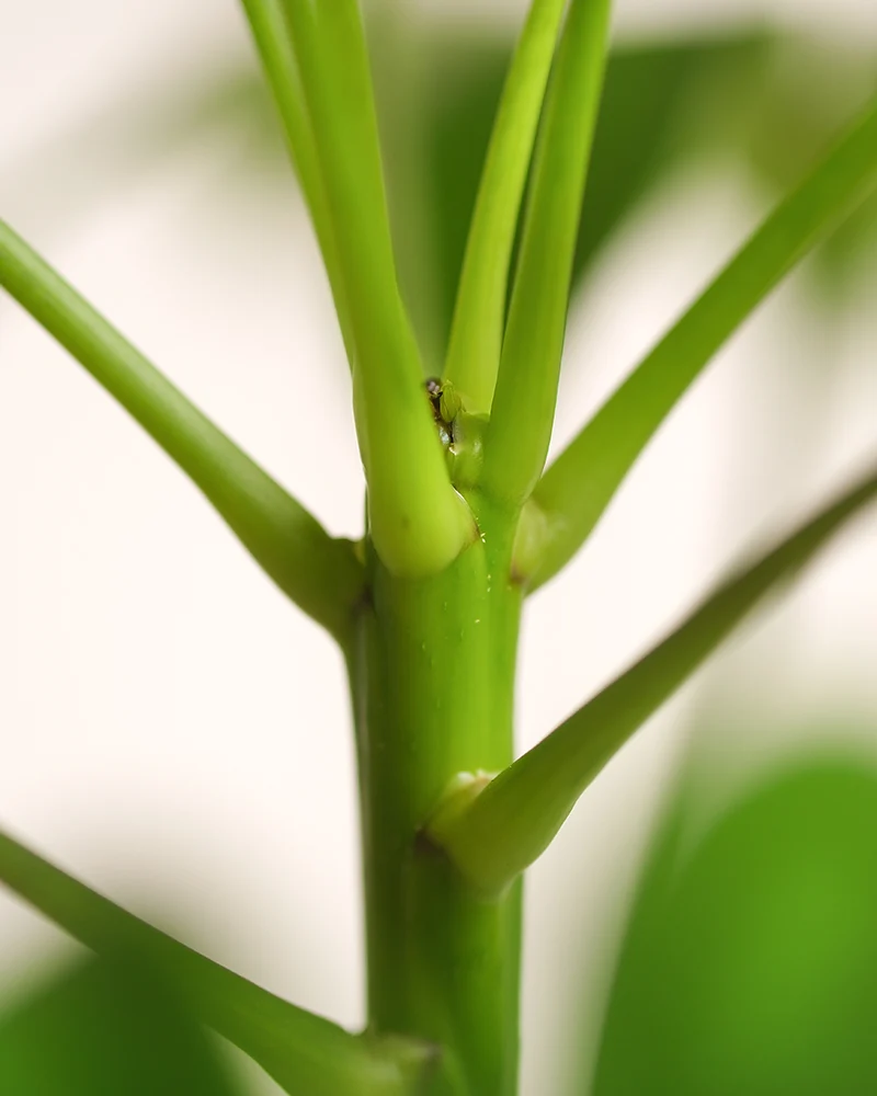 Schefflera