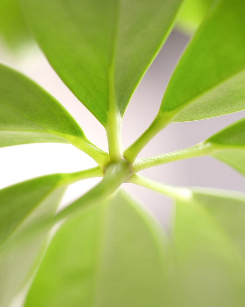 Schefflera