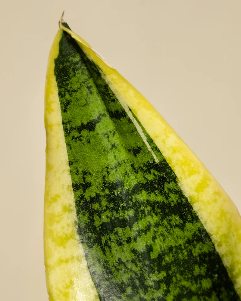 Schwiegermutterzunge