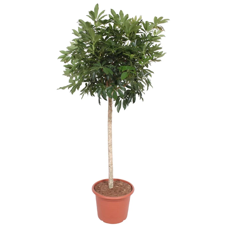 Schefflera Arboricola Compacta - 190 cm - ø45