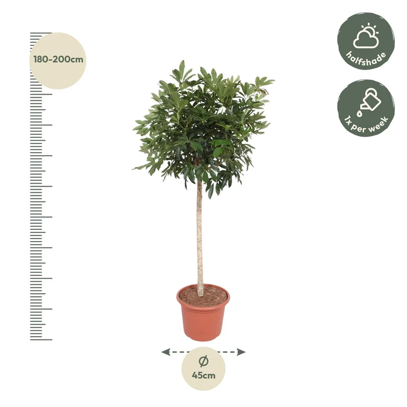 Schefflera Arboricola Compacta - 190 cm - ø45