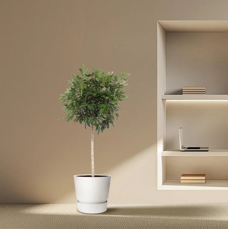 Schefflera Arboricola Compacta - 190 cm - ø45