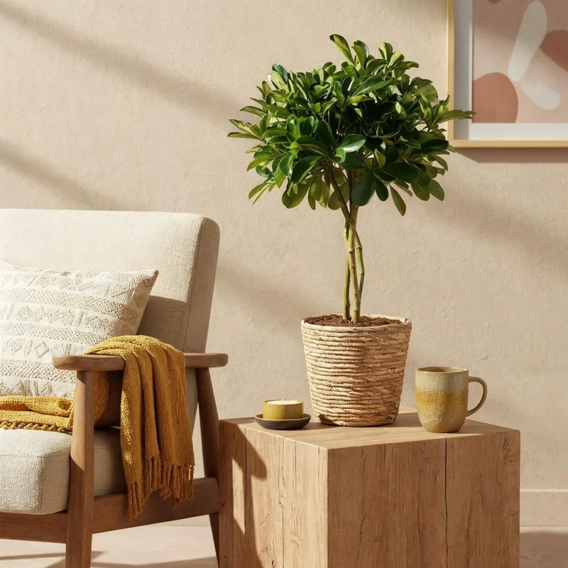 Schefflera Gold Capelle - Fingerbaum - Wenig Pflege - mit Korb - Grün - Gold - 1 Pflanze - Topf 21cm - Höhe 70-81cm