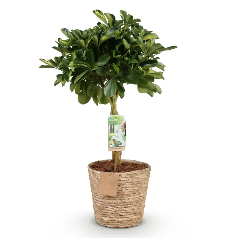Schefflera Gold Capelle - Fingerbaum - Wenig Pflege - mit Korb - Grün - Gold - 1 Pflanze - Topf 21cm - Höhe 70-81cm