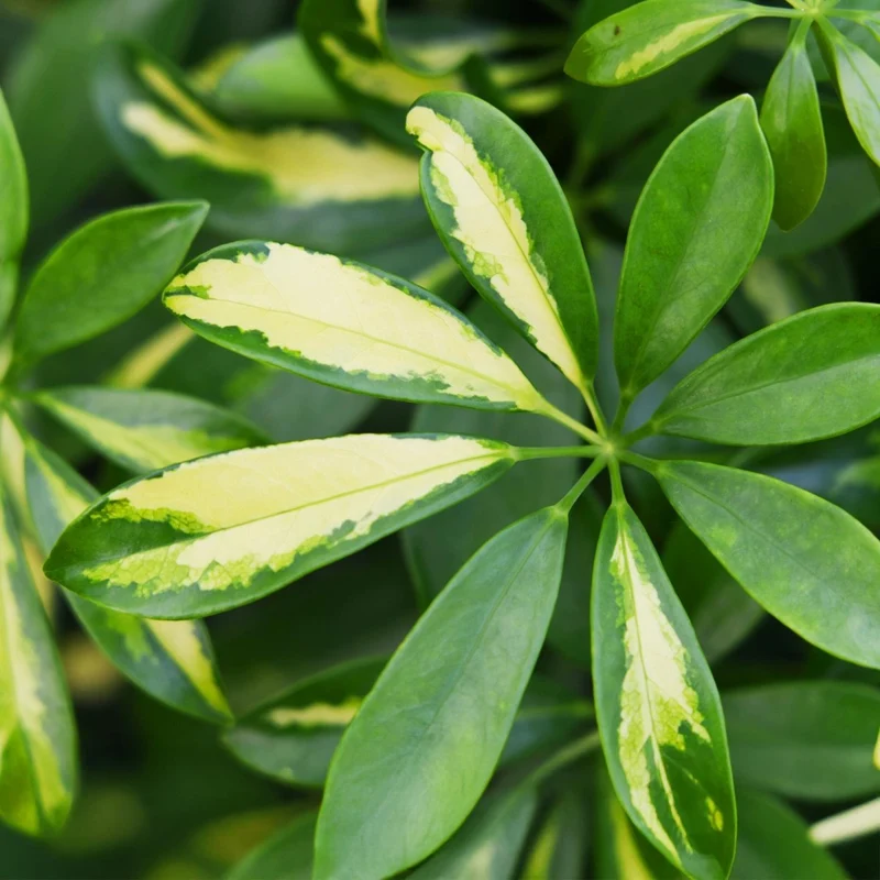 Schefflera Gold Capelle - Fingerbaum - Wenig Pflege - mit Korb - Grün - Gold - 1 Pflanze - Topf 21cm - Höhe 70-81cm