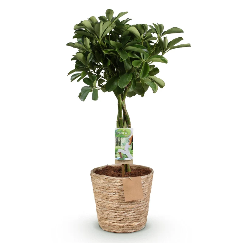 Schefflera Nora - Fingerbaum - Wenig Pflege - mit Korb - Grün - 1 Pflanze - Topf 21cm - Höhe 70-82cm