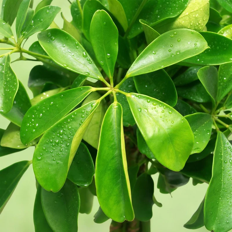 Schefflera Nora - Fingerbaum - Wenig Pflege - mit Korb - Grün - 1 Pflanze - Topf 21cm - Höhe 70-82cm