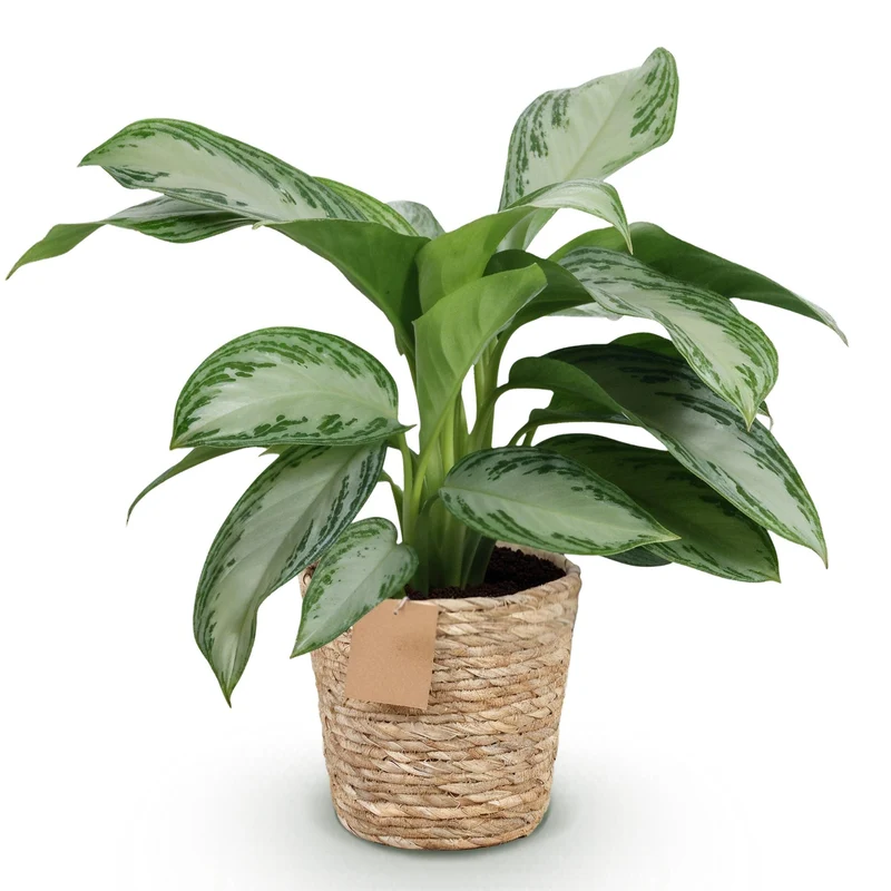 Aglaonema Silver Bay - Silberblatt mit Korb - Höhe 70-75cm