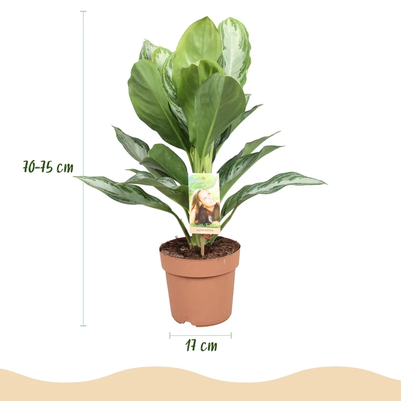 Aglaonema Silver Bay - Silberblatt mit Korb - Höhe 70-75cm
