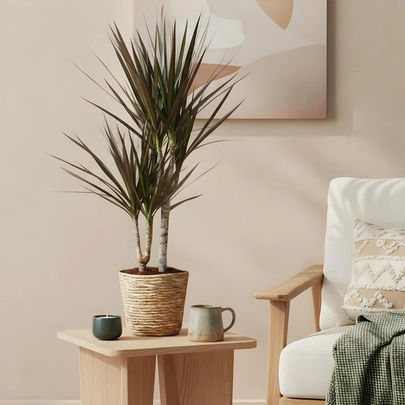 Dracaena Magenta - Drachenbaum mit Korb in verschiedenen Größen