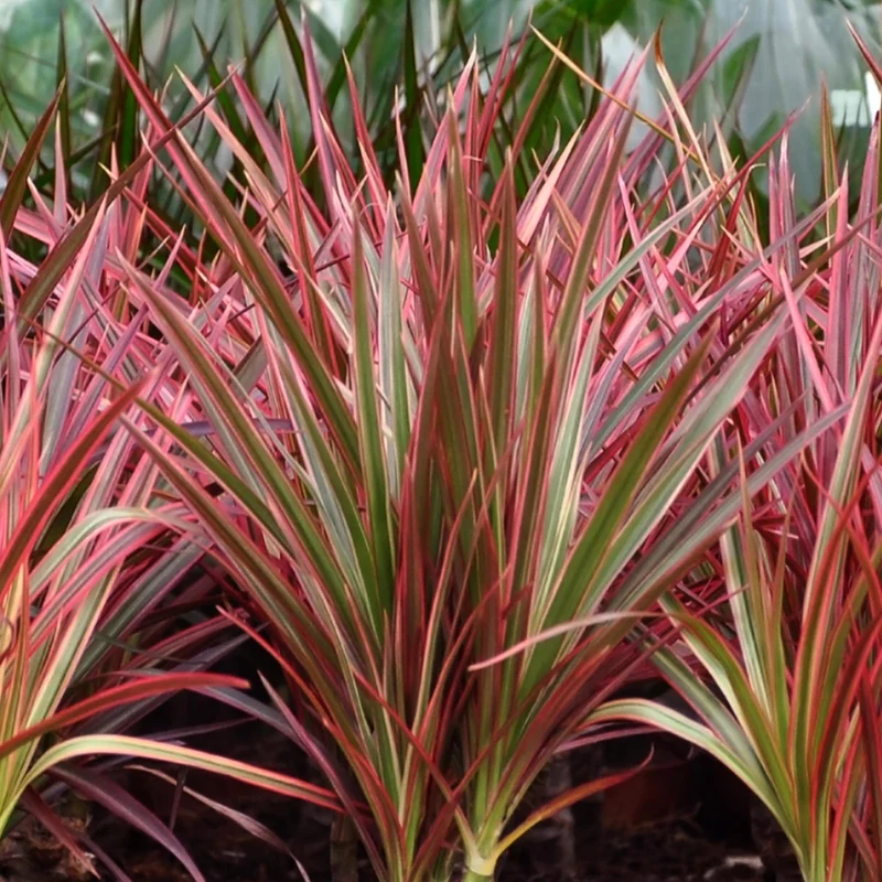 Dracaena Magenta - Drachenbaum mit Korb in verschiedenen Größen
