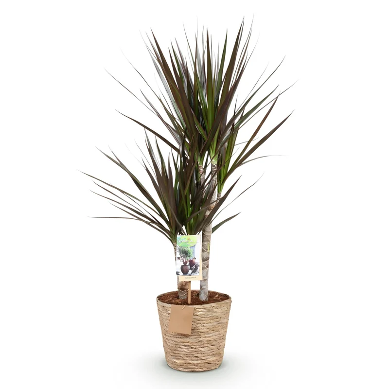 Dracaena Magenta - Drachenbaum mit Korb in verschiedenen Größen