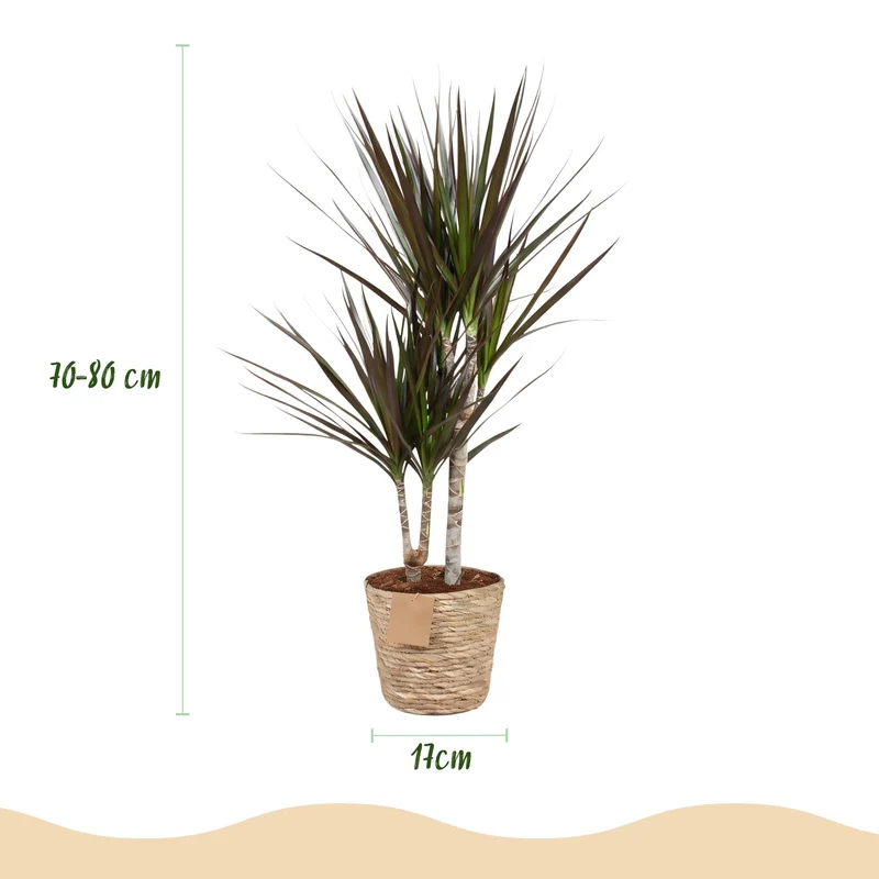 Dracaena Magenta - Drachenbaum mit Korb in verschiedenen Größen