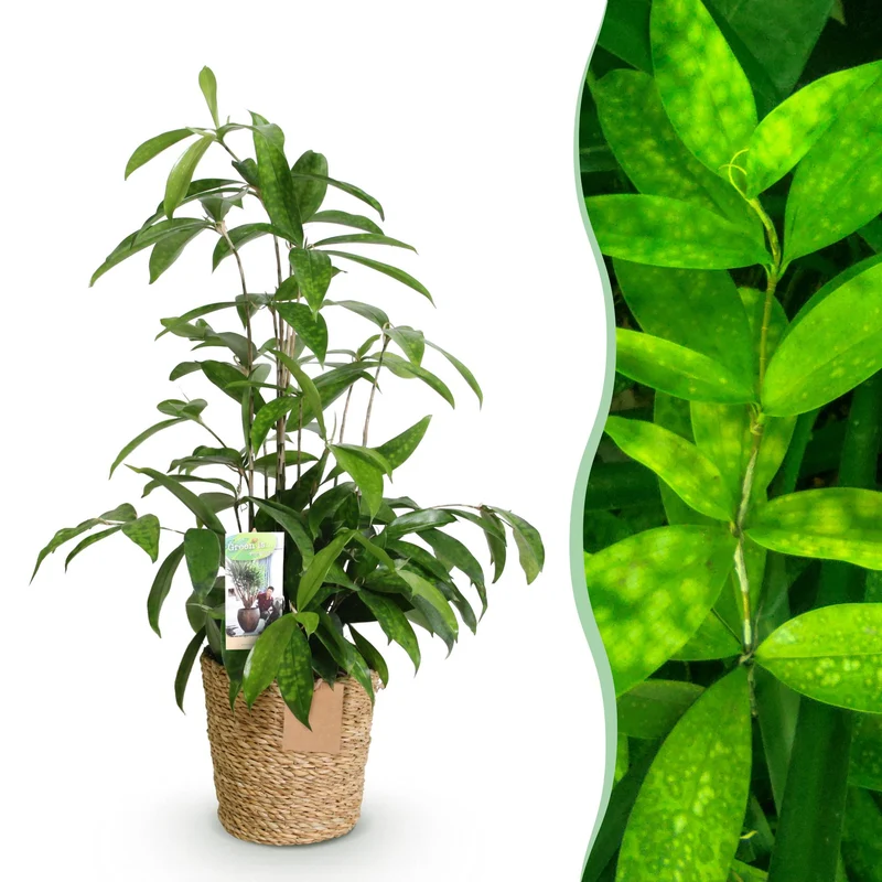 Dracaena surculosa - Drachenbaum mit Korb - Höhe 60-70cm