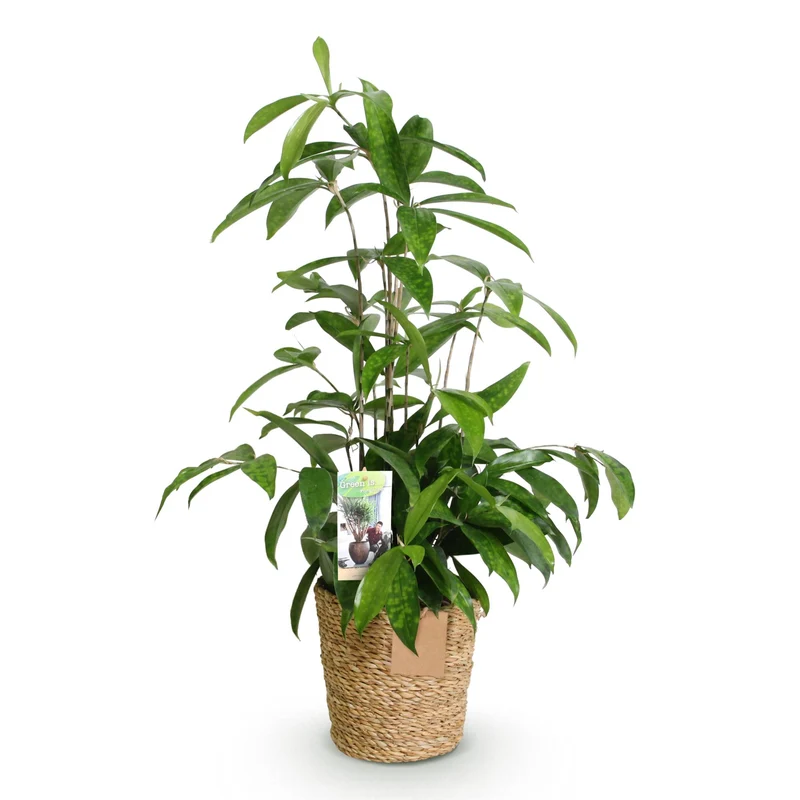 Dracaena surculosa - Drachenbaum mit Korb - Höhe 60-70cm