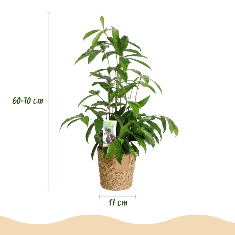 Dracaena surculosa - Drachenbaum mit Korb - Höhe 60-70cm