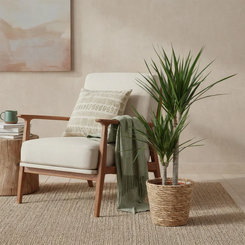 Dracaena Marginata - Drachenblutbaum mit Korb - Höhe 90-100cm