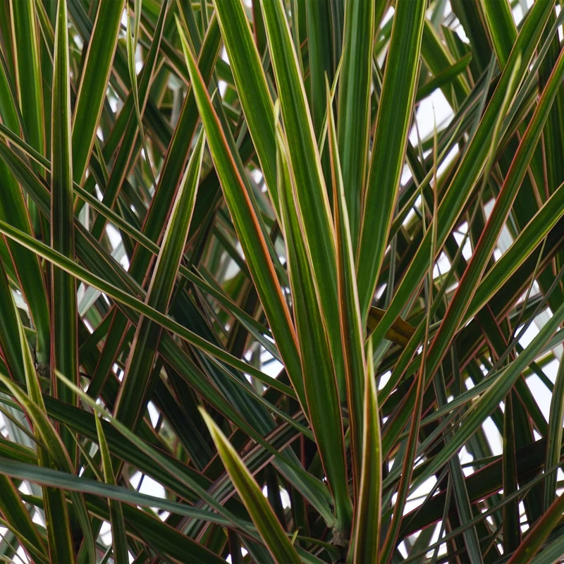 Dracaena Marginata - Drachenblutbaum mit Korb - Höhe 90-100cm
