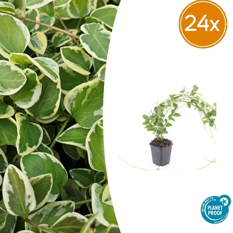 24x Vinca major ‘Variegata’ - Höhe 10-25 cm - Ø 9 cm