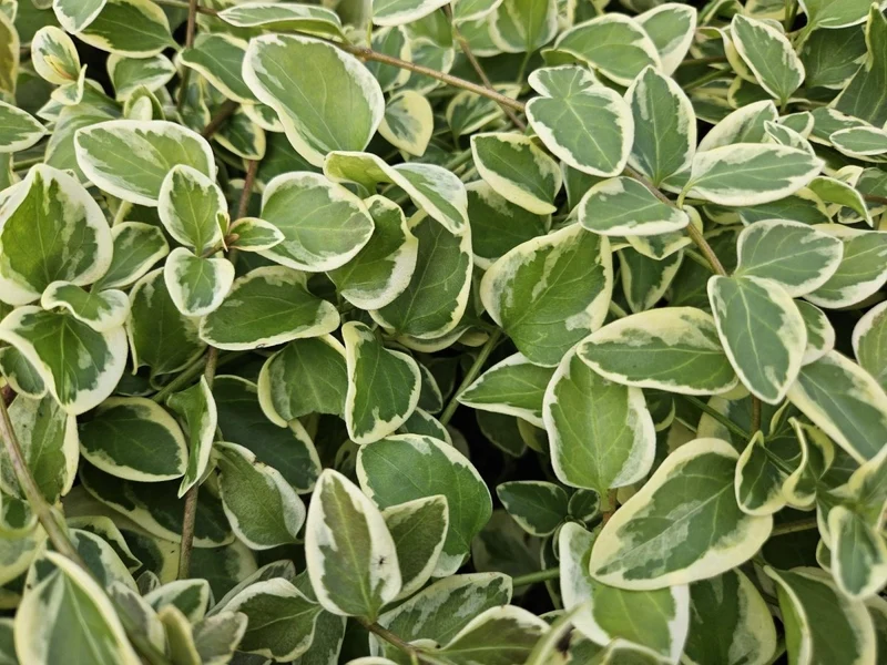 24x Vinca major ‘Variegata’ - Höhe 10-25 cm - Ø 9 cm