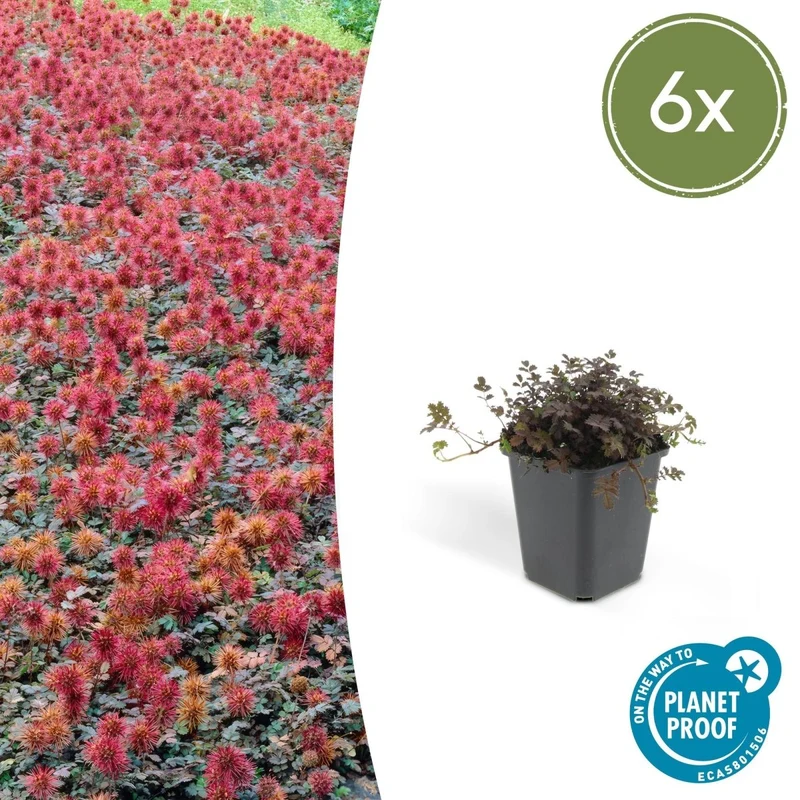 6x Stachelnüsschen kaufen – Acaena microphylla ‘Kupferteppich’ - Höhe 10-25 cm - Ø 9 cm