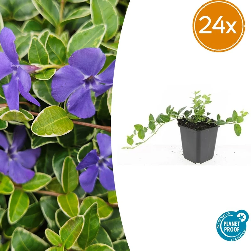 24x Vinca minor ‘Ralph Shugert’ - Höhe 10-25 cm - Ø 9 cm