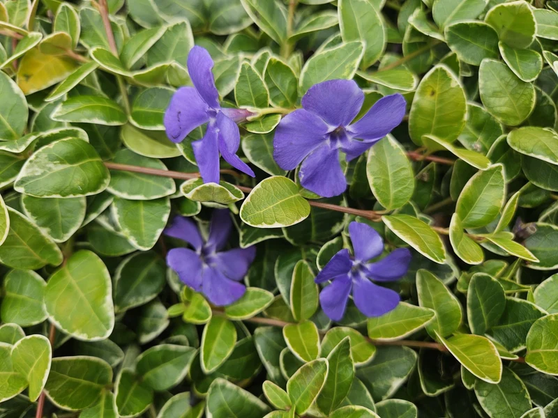 24x Vinca minor ‘Ralph Shugert’ - Höhe 10-25 cm - Ø 9 cm