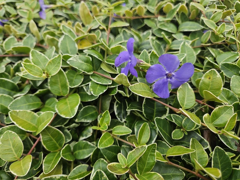 24x Vinca minor ‘Ralph Shugert’ - Höhe 10-25 cm - Ø 9 cm
