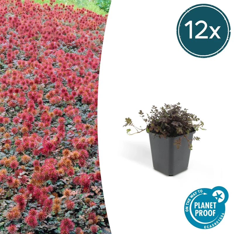 12x Stachelnüsschen kaufen – Acaena microphylla ‘Kupferteppich’ - Höhe 10-25 cm - Ø 9 cm