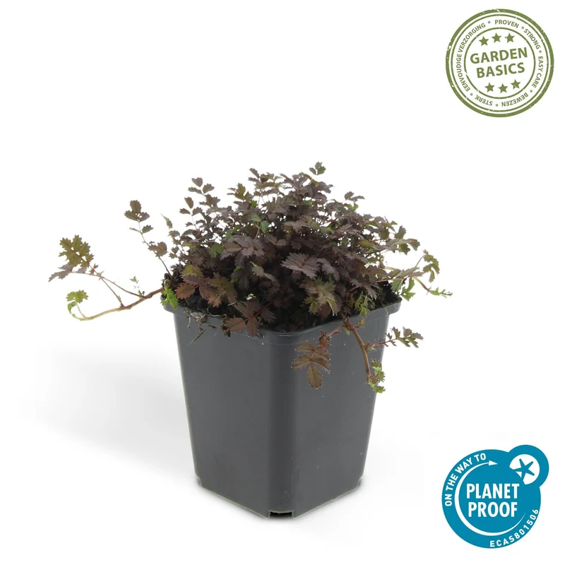 12x Stachelnüsschen kaufen – Acaena microphylla ‘Kupferteppich’ - Höhe 10-25 cm - Ø 9 cm