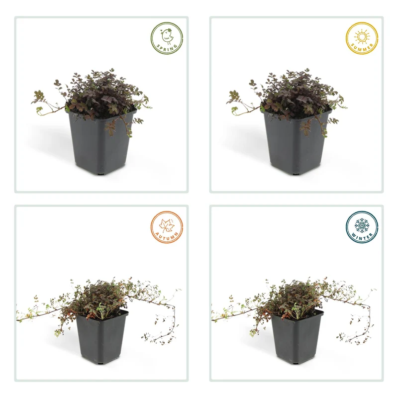 12x Stachelnüsschen kaufen – Acaena microphylla ‘Kupferteppich’ - Höhe 10-25 cm - Ø 9 cm