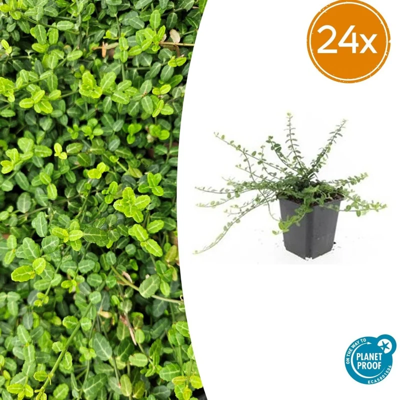 24x Euonymus fort. ‘Minimus’ - Höhe 10-25 cm - Ø 9 cm