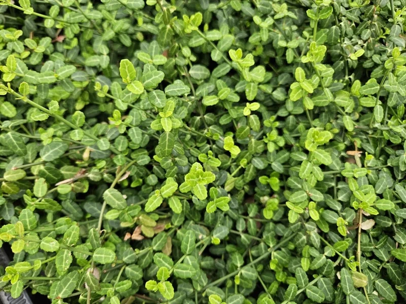 24x Euonymus fort. ‘Minimus’ - Höhe 10-25 cm - Ø 9 cm