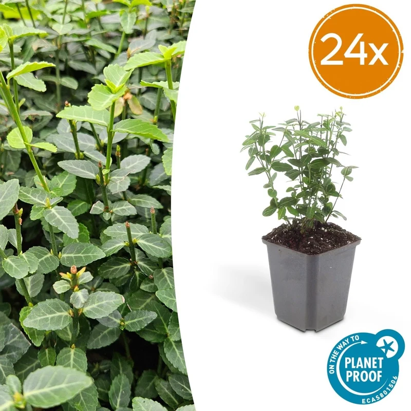 24x Euonymus fortunei radicans - Höhe 10-25 cm - Ø 9 cm