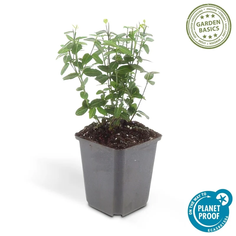 24x Euonymus fortunei radicans - Höhe 10-25 cm - Ø 9 cm