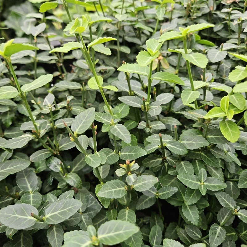 24x Euonymus fortunei radicans - Höhe 10-25 cm - Ø 9 cm