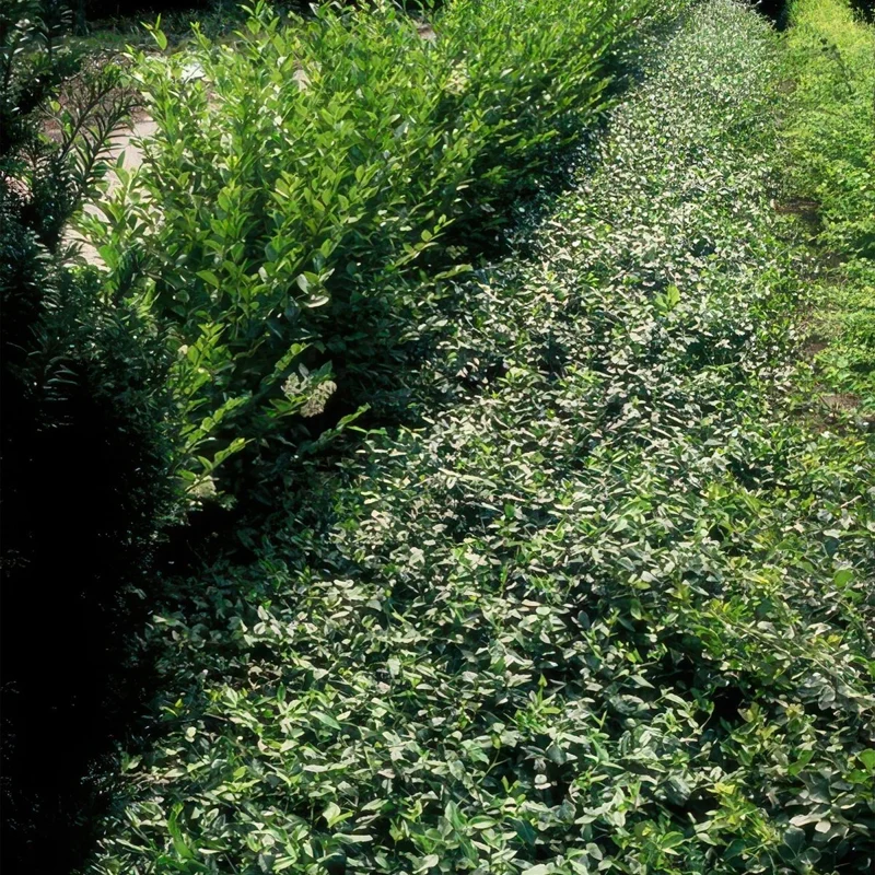 24x Euonymus fortunei radicans - Höhe 10-25 cm - Ø 9 cm