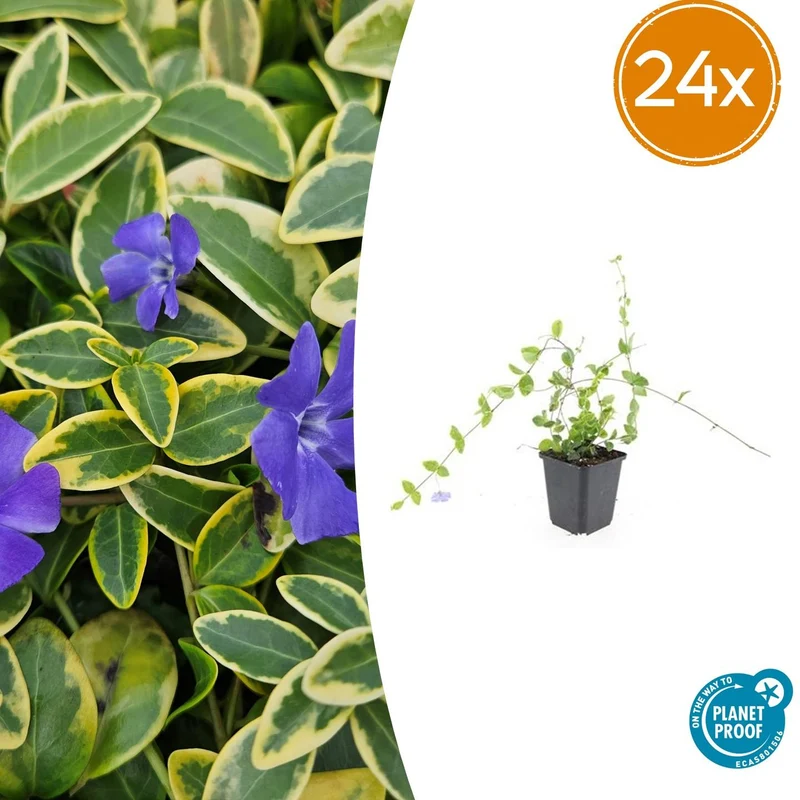 24x Vinca minor ‘Blue and Gold’ - Höhe 10-25 cm - Ø 9 cm