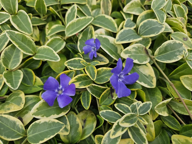 24x Vinca minor ‘Blue and Gold’ - Höhe 10-25 cm - Ø 9 cm