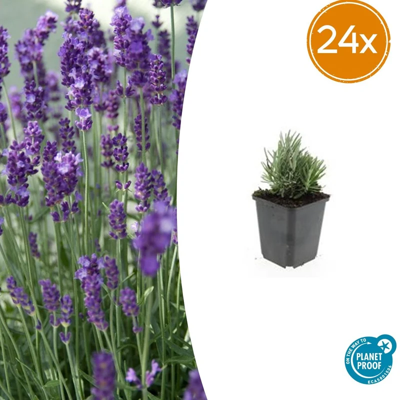 24x Lavendel 'Dwarf Blue' kaufen – Lavandula angustifolia | Höhe 10–25 cm, Ø 9 cm