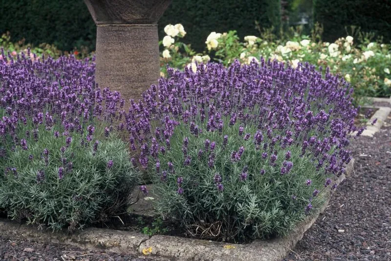 24x Lavendel 'Dwarf Blue' kaufen – Lavandula angustifolia | Höhe 10–25 cm, Ø 9 cm