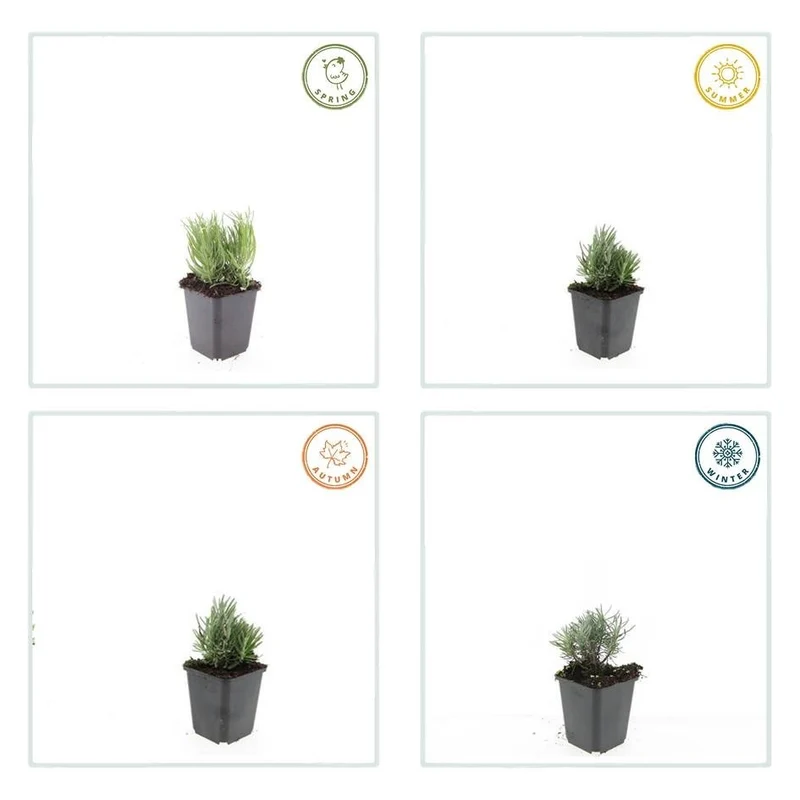 24x Lavendel 'Dwarf Blue' kaufen – Lavandula angustifolia | Höhe 10–25 cm, Ø 9 cm